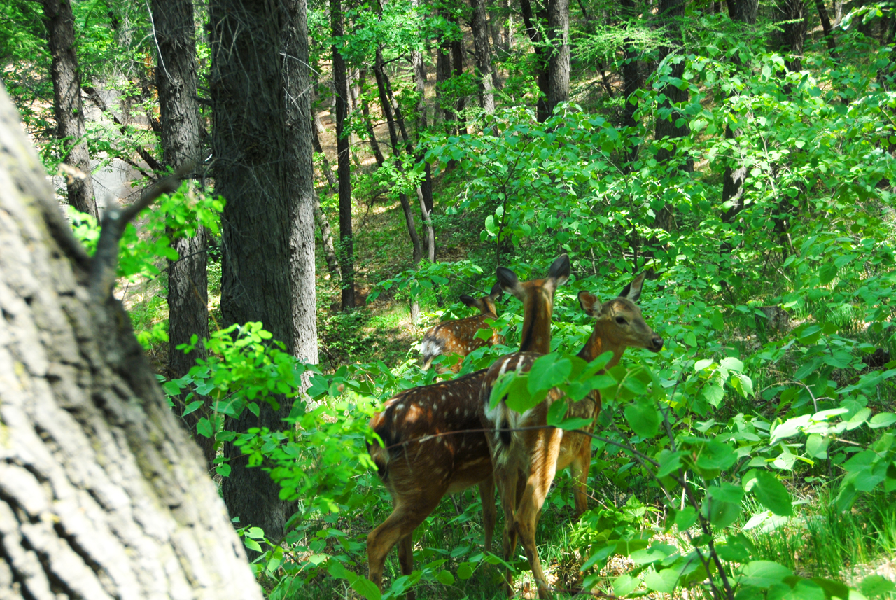行围东丰，梅花鹿之乡皇家行围与习武东丰县采风记之十七