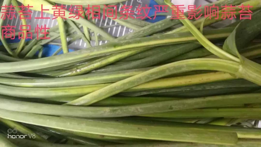 大蒜叶斑病的防治方法,治疗大蒜叶斑病最好的药