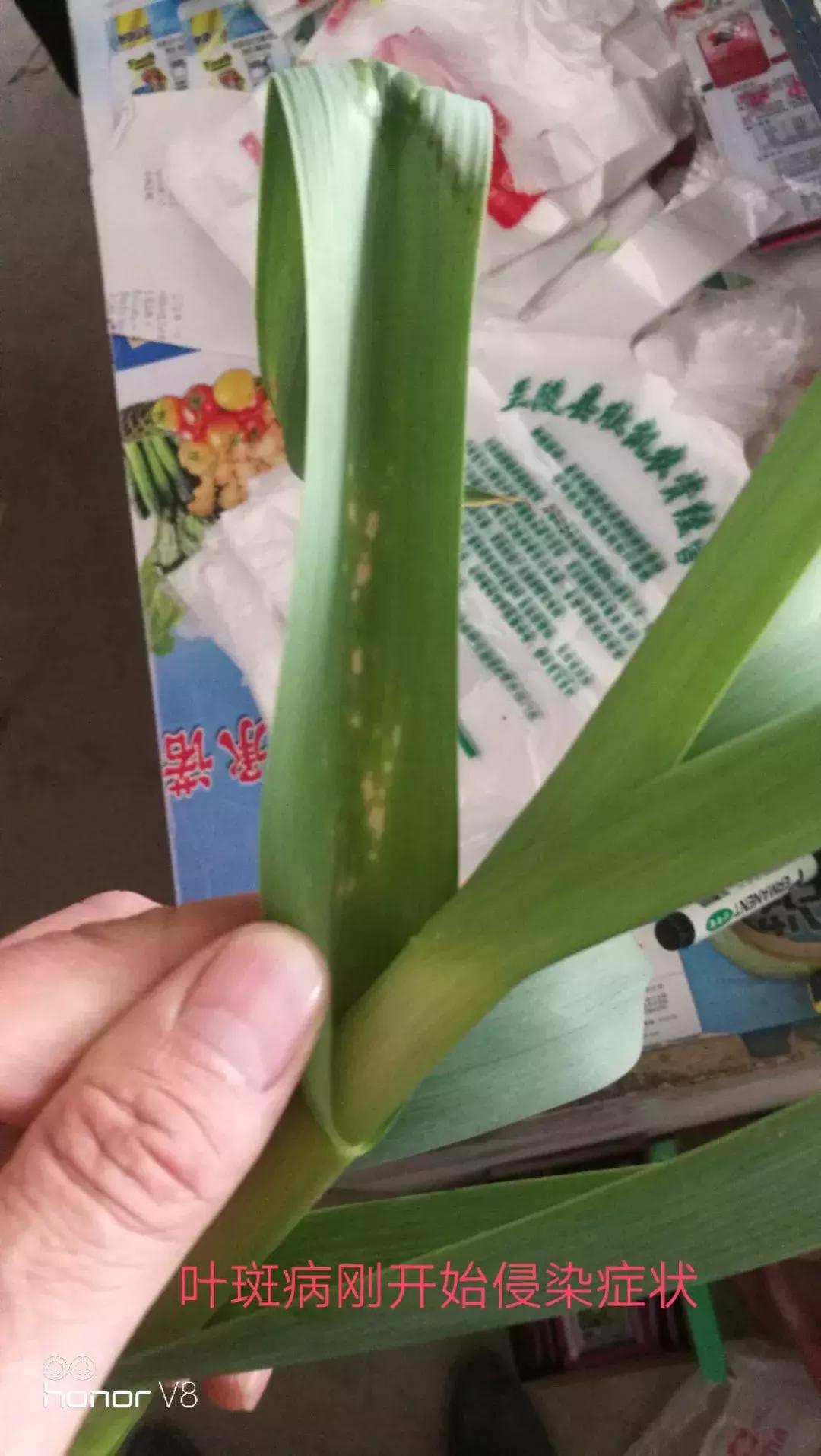 大蒜叶斑病的防治方法,治疗大蒜叶斑病最好的药