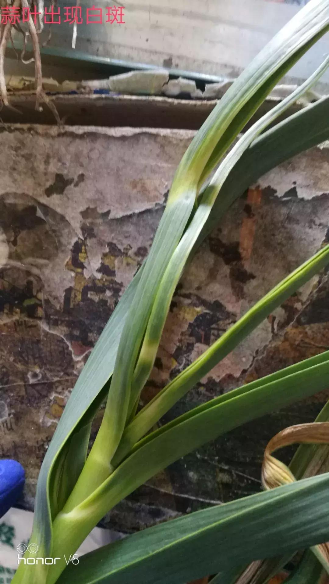 大蒜叶斑病的防治方法,治疗大蒜叶斑病最好的药