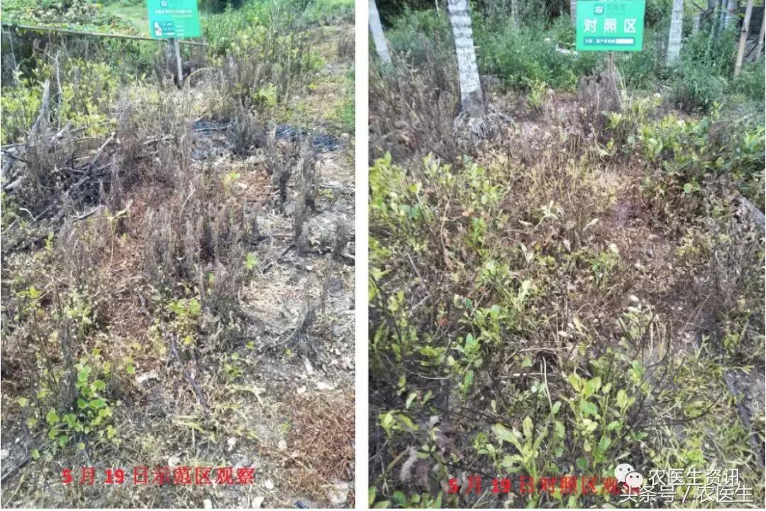 农药实验效果图,农药效果检测