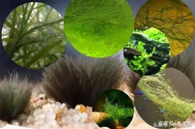 鱼缸丝藻用什么除藻液好用,鱼缸除藻最好方法