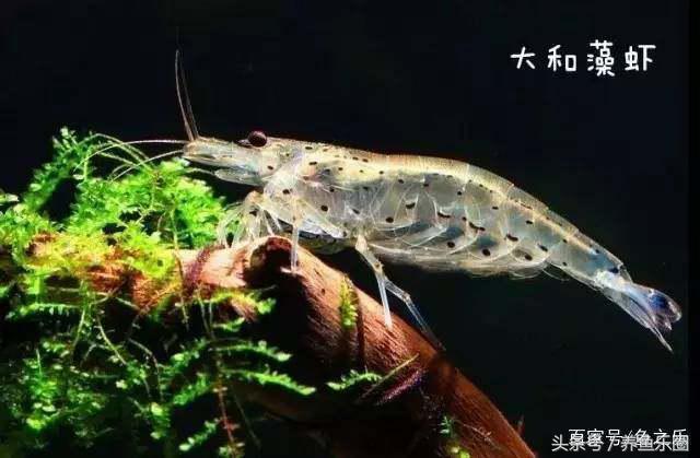 鱼缸丝藻用什么除藻液好用,鱼缸除藻最好方法