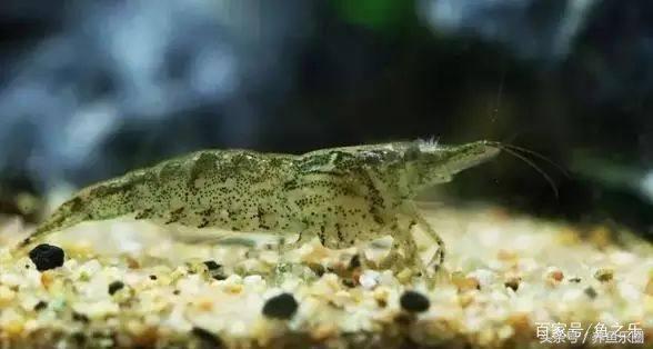 鱼缸丝藻用什么除藻液好用,鱼缸除藻最好方法