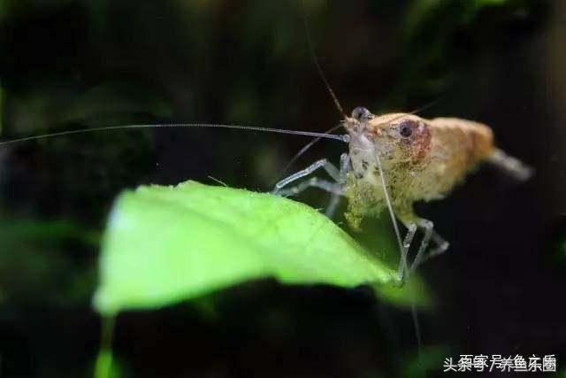 鱼缸丝藻用什么除藻液好用,鱼缸除藻最好方法