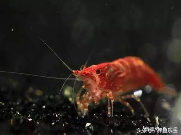 鱼缸丝藻用什么除藻液好用,鱼缸除藻最好方法