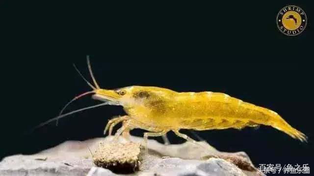 鱼缸丝藻用什么除藻液好用,鱼缸除藻最好方法