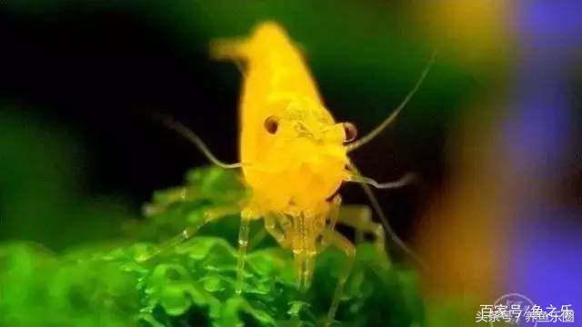 鱼缸丝藻用什么除藻液好用,鱼缸除藻最好方法