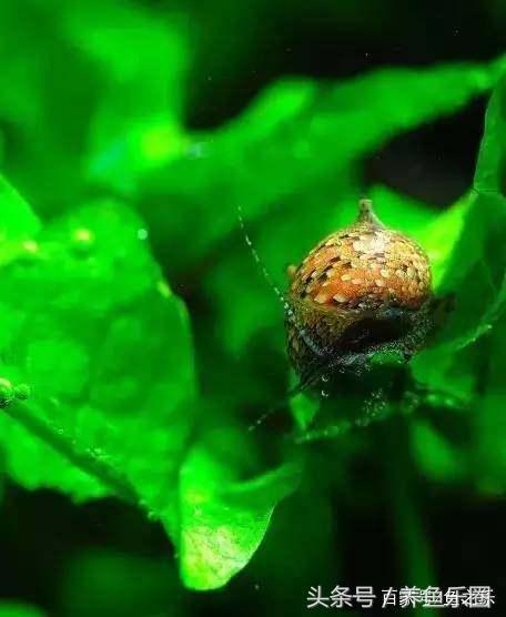 鱼缸丝藻用什么除藻液好用,鱼缸除藻最好方法