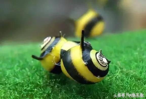 鱼缸丝藻用什么除藻液好用,鱼缸除藻最好方法