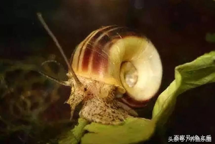 鱼缸丝藻用什么除藻液好用,鱼缸除藻最好方法