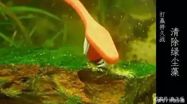 鱼缸丝藻用什么除藻液好用,鱼缸除藻最好方法