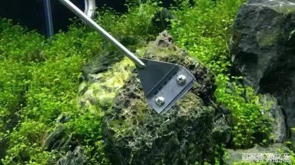 鱼缸丝藻用什么除藻液好用,鱼缸除藻最好方法