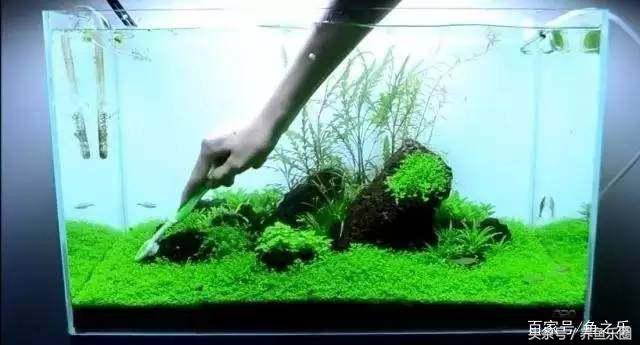 鱼缸丝藻用什么除藻液好用,鱼缸除藻最好方法
