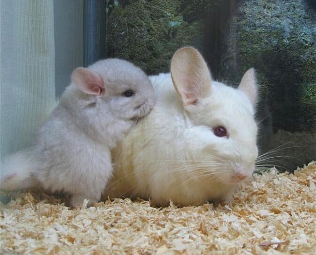 怎么给龙猫做尿布 (龙猫宝宝需要尿布吗)