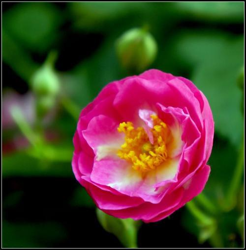 傻傻分不清樱花和海棠花,分辨花种小技巧