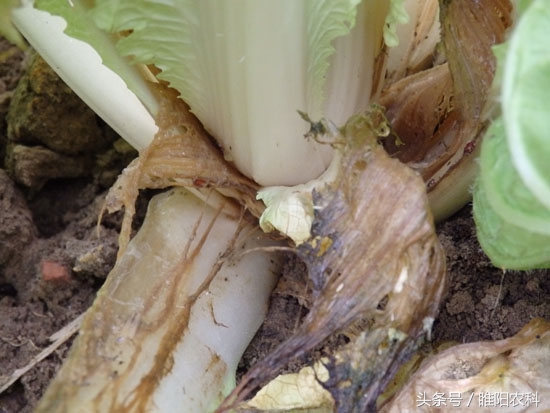 白菜烂心怎么防治,怎样预防白菜烂根病