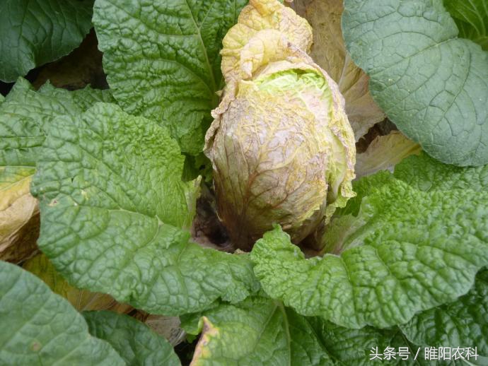 白菜烂心怎么防治,怎样预防白菜烂根病