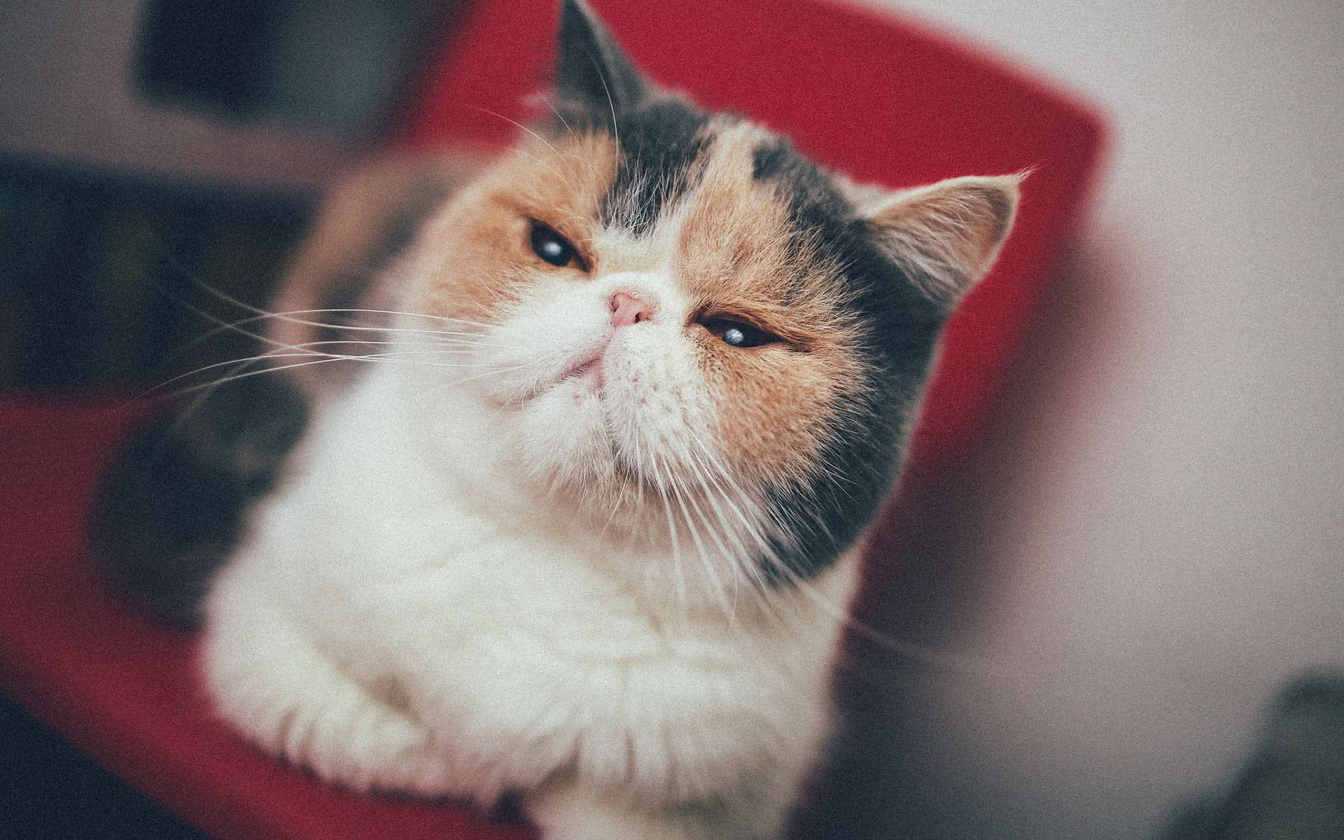 在喵星人眼里人类是怎么捕食的,在猫眼中主人是什么