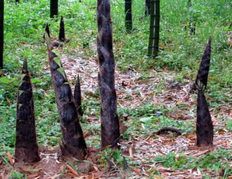 互联网医疗服务的五个核心要素,互联网医疗对医生的优势