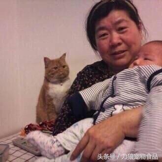 颜值爆表的8种中华田园猫,中华田园猫真的不比外国土猫好吗