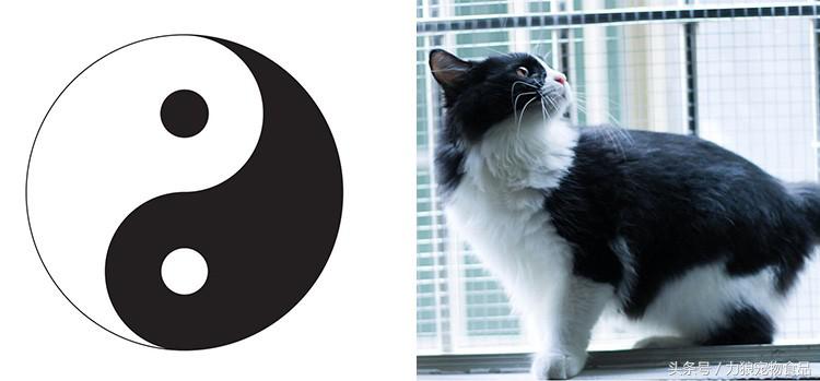 颜值爆表的8种中华田园猫,中华田园猫真的不比外国土猫好吗