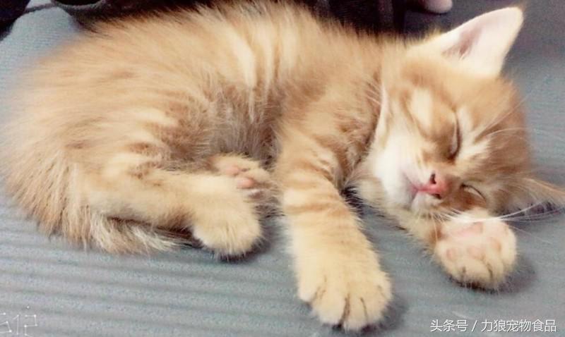 颜值爆表的8种中华田园猫,中华田园猫真的不比外国土猫好吗