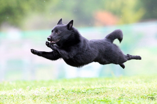 狗狗扑狗怎么纠正,怎么对待狗狗的挑衅