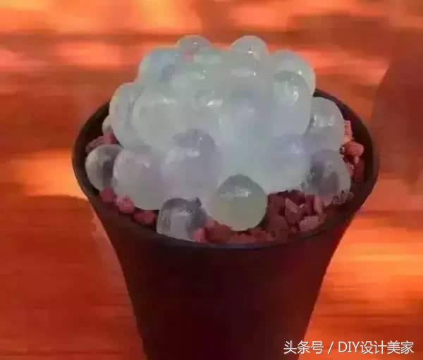 看看这些售价万元的多肉你认识几个