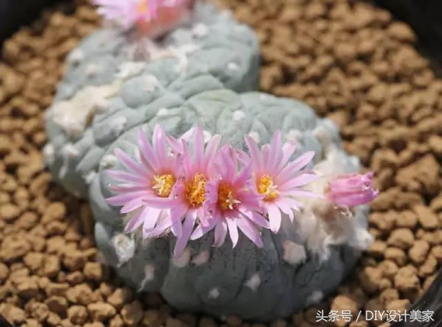 看看这些售价万元的多肉你认识几个