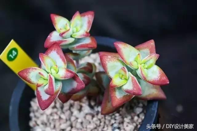 看看这些售价万元的多肉你认识几个