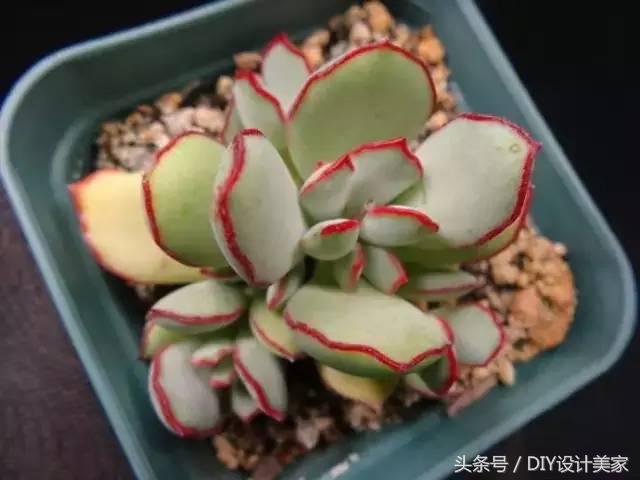 看看这些售价万元的多肉你认识几个