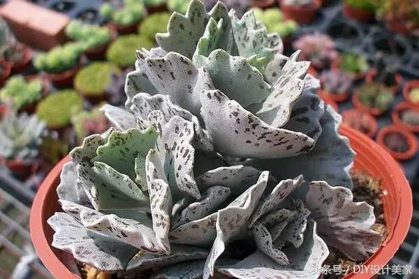 看看这些售价万元的多肉你认识几个