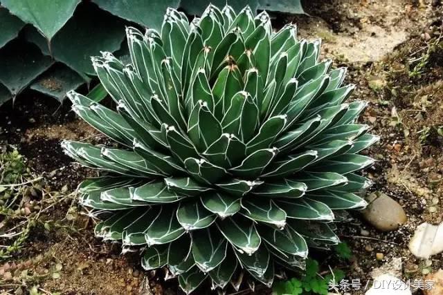 看看这些售价万元的多肉你认识几个