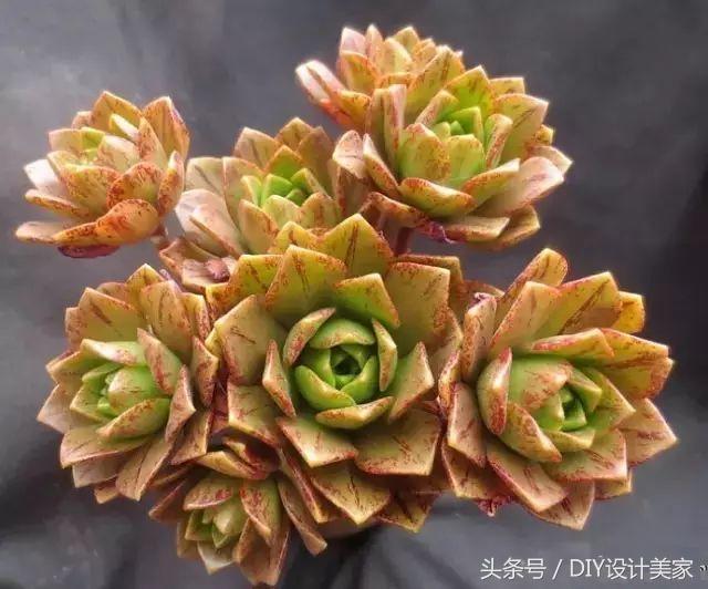 看看这些售价万元的多肉你认识几个