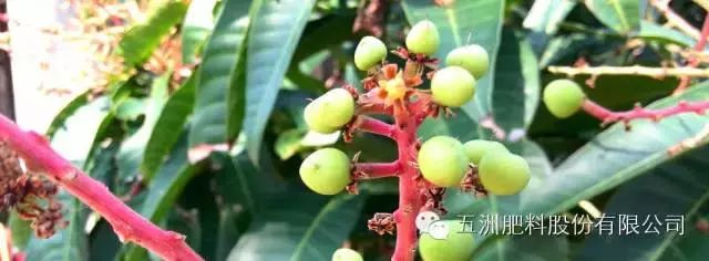 速建：保花保果，膨大防裂，抗逆提质，世界领先的生物激活剂！