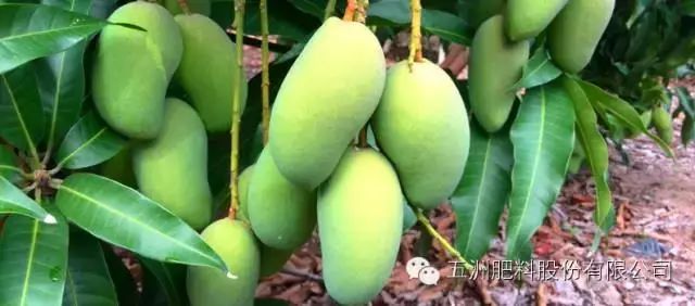 速建：保花保果，膨大防裂，抗逆提质，世界领先的生物激活剂！