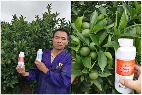 速建：保花保果，膨大防裂，抗逆提质，世界领先的生物激活剂！