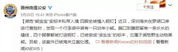 震惊!“熊宝宝”4个脚掌被打进钢钉制成标本,这是我见过最肮脏的代购