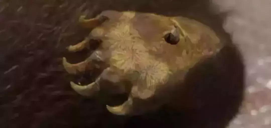 震惊!“熊宝宝”4个脚掌被打进钢钉制成标本,这是我见过最肮脏的代购