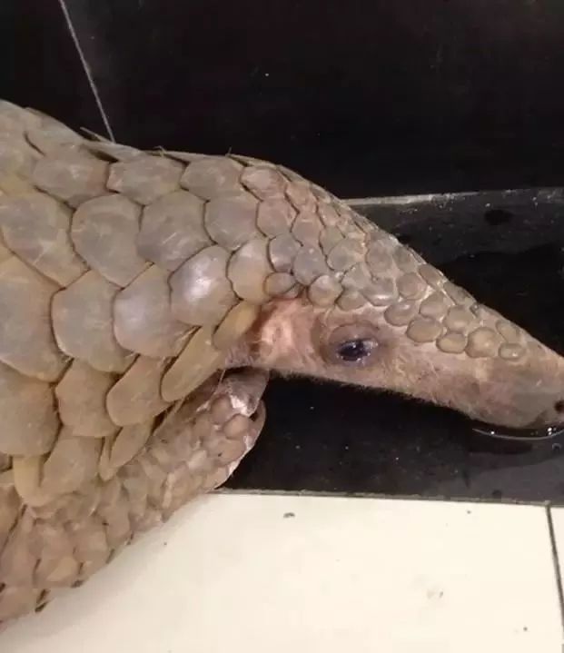 代购骗局揭秘朋友圈,代购十大骗局揭秘图