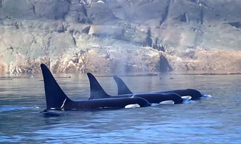 代购骗局揭秘朋友圈,代购十大骗局揭秘图