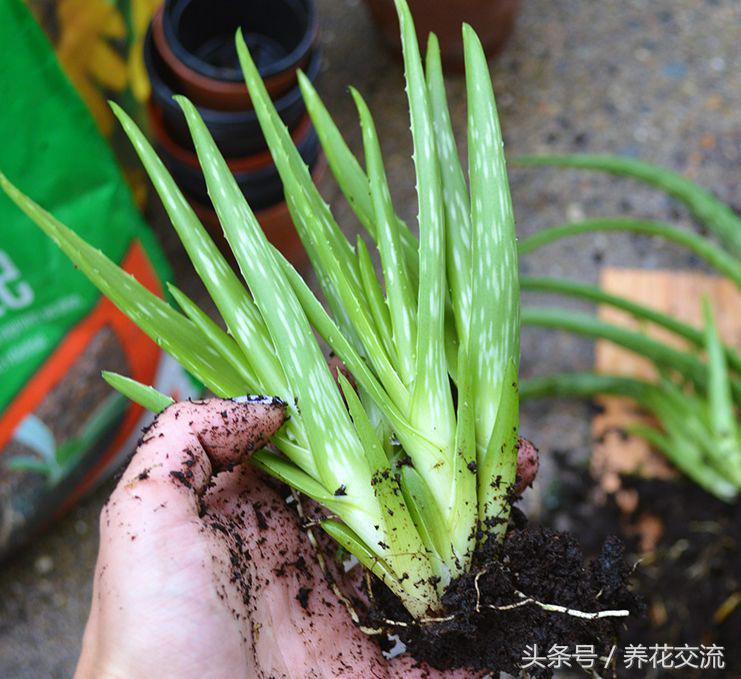 新种的芦荟侧芽发黄怎么办,为什么种的芦荟越来越黄