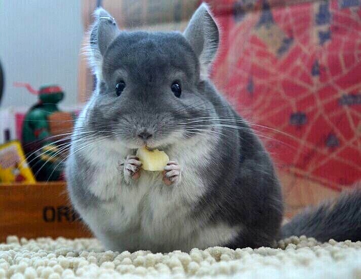 「123」龙猫自带的“耳空调”