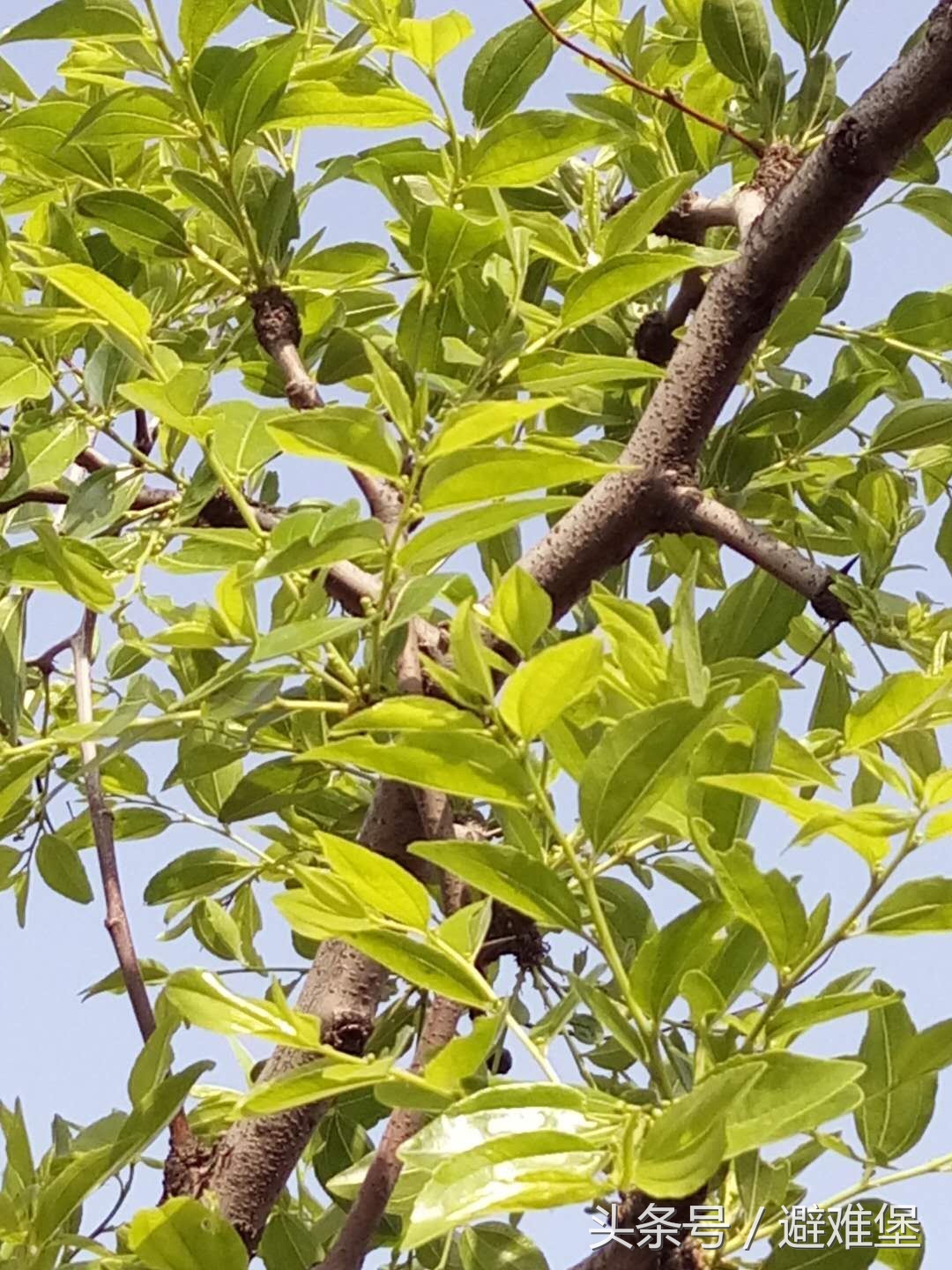 避难堡的重耳枣花开了，听当地蜂农讲解枣花蜜和槐花蜜的区别