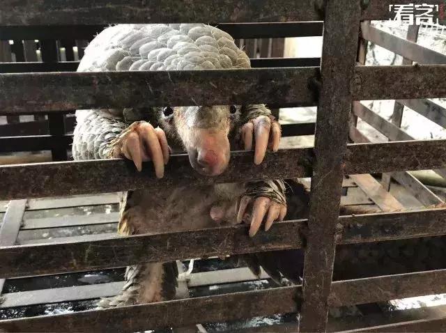 代购骗局朋友圈,揭露各种海外代购真相