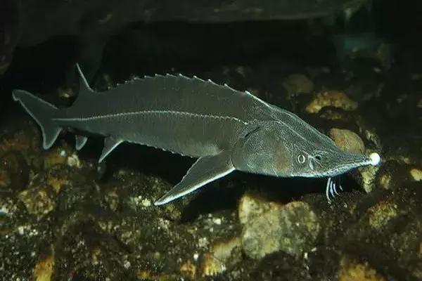 代购骗局朋友圈,揭露各种海外代购真相