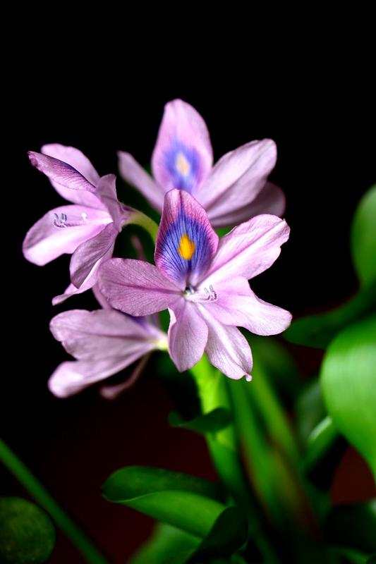 北方养水葫芦需要加硫酸亚铁吗,水葫芦和金鱼可以一起养吗