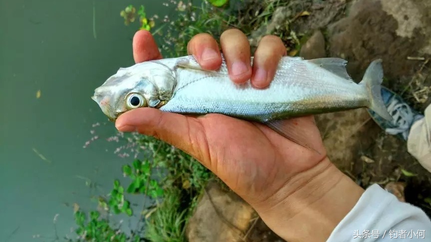 夜钓翘嘴的正确方法与技巧,离底钓翘嘴的正确方法