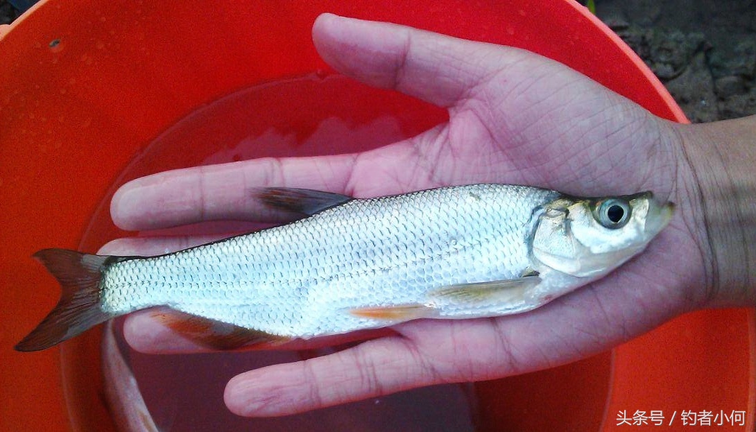 夜钓翘嘴的正确方法与技巧,离底钓翘嘴的正确方法